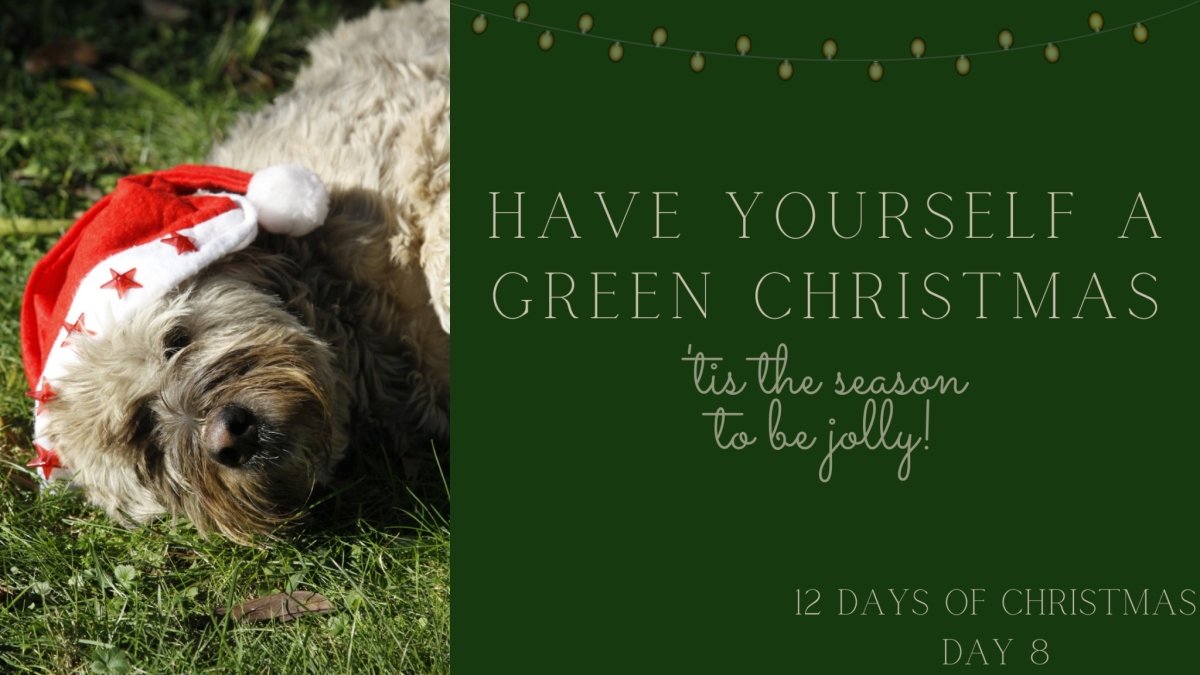 A Green Christmas: Why You Should Have One and How? - Studio Covers